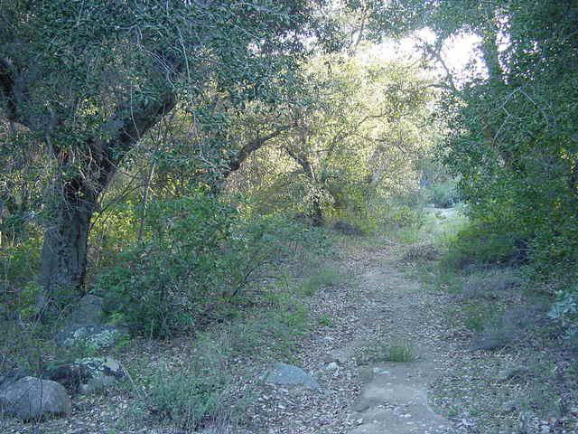 Dirt path winding through trees and shrubs with dappled sunlight in muted greens and browns